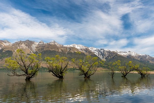 Willows standing in the water, Glenorchy, Lake Wakatipu near Queenstown, Otago, Southland, New Zealand, Oceania