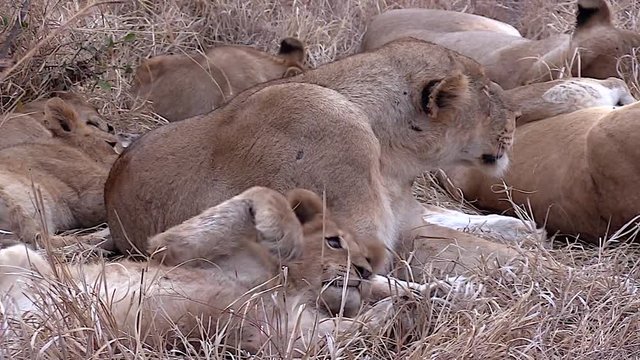 Close view of a lioness, filmed from the side, lying on dry grass with cubs around her. The female lion yawns/roars as a cub next to her rolls around in Greater Kruger National Park in South Africa.