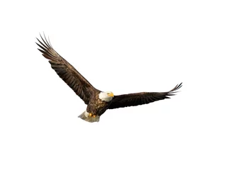  American bald eagle with spread wings isolated on white background © Natalia Kuzmina