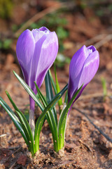Violet crocuses at spring time