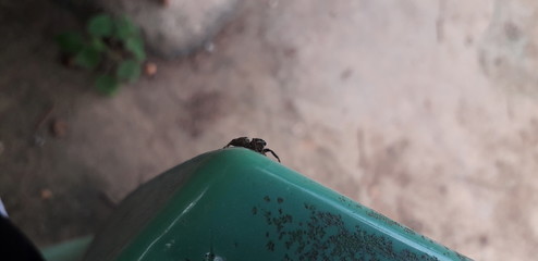 Spider on local florest on Itamatamirim, interior of pernambuco, Brazil.