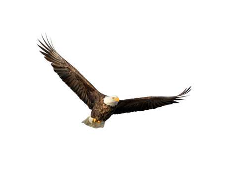 American bald eagle with spread wings isolated on white background
