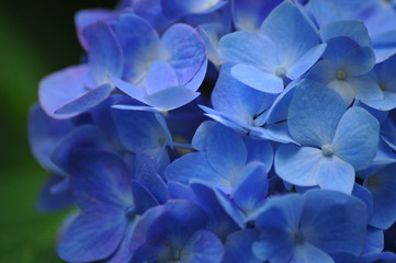 青色の紫陽花クローズアップ
