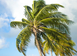 Fototapeta premium palmera viento