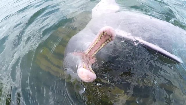 River dolphin swimming upside down in an Amazon river- Para- Brazil