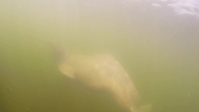 River dolphins swimming in a Amazon river- Para- Brazil