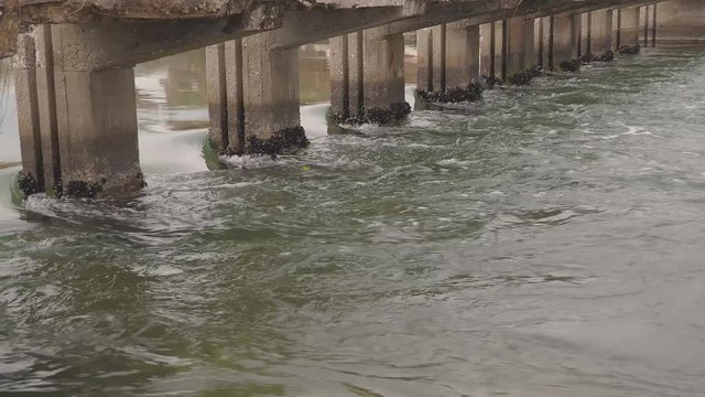 mussels under the bridge 2