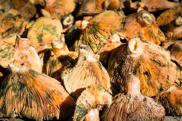 Freshly collected Lactarius (milkcap) mushrooms