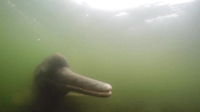 River dolphin Inia interacting near camera, Closeup, underwater - Amazon, Brazil