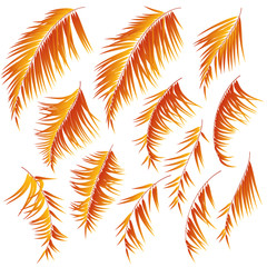 Tropical plant illustration material,