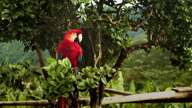Ara in kolumbiens freier Natur