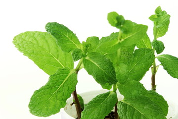 fresh  mint or mentha leaves herb plant growing in glass in white background