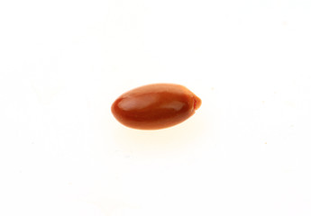 Anise isolation in the white background