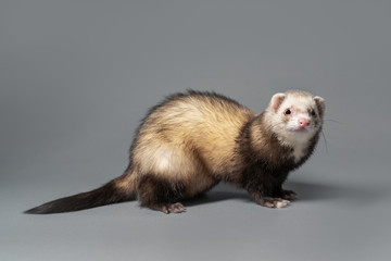 Side view of young ferret
