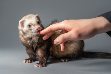 Ferret licking hand