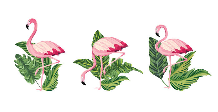 set exotic flamingos tropical wild animal