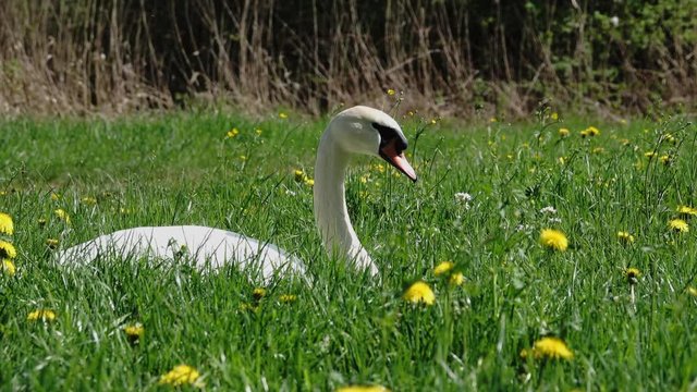 schwan am see beim fressen