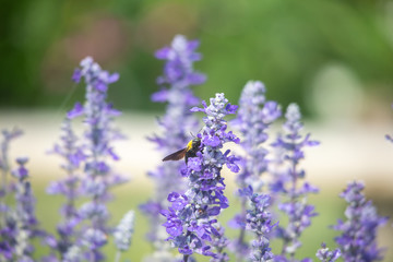 field of Victoria Blue salvia flowers