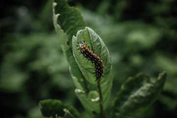 caterpillar on leaf