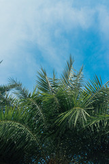 palm leaves on background of blue sky