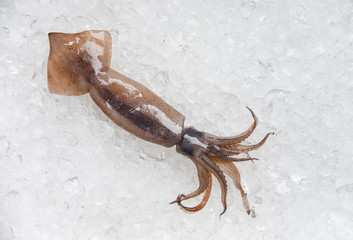 Fresh raw squid on ice background in the seafood supermarket