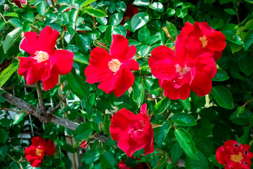 優美で華麗な赤い花びら