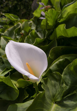 Cala Flower, Sierra de La Culata National Park in M&eacute;rida, Venezuela