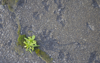 草　苔　アスファルト　素材