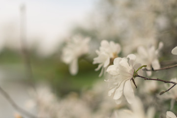 stellata magnolia flower on a branch in the Spring. 