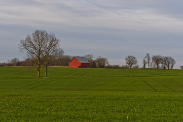 Peaceful Field