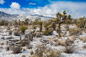 Fototapeta na wymiar Desert Snow Landscape near Red Rock Canyon - Las Vegas, Nevada