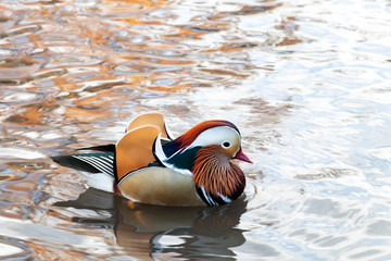 The famous Central Park duck in a pond in New York City