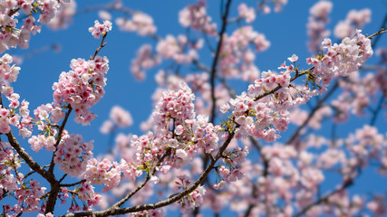 Spring