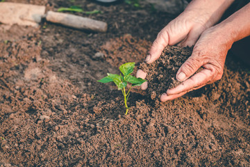 Hand for planting trees back to the forest, Creating awareness for love wild, Wild plant concept.