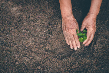 Hand for planting trees back to the forest, Creating awareness for love wild, Wild plant concept.