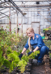 Pregnant woman working with flowers at greenhouse.
