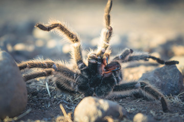 Spider in the desert