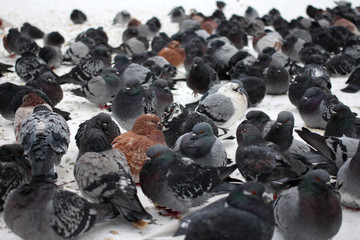 a large flock of city birds pigeons sitting on the snow in the city