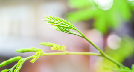Young of leaf of Leucaena leucocepphala plant on tree in the garden / White popinac