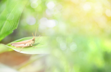 Green meadow grasshopper on plant soft focus nature light blur background