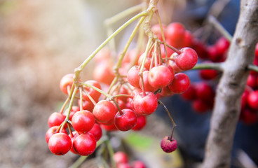 Asian wild cranberries / Ripe red cowberry on tree - Vaccinium oxycoccus