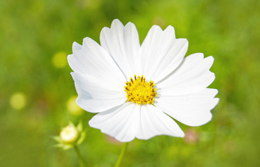 White Cosmos flower blossoming in the spring garden