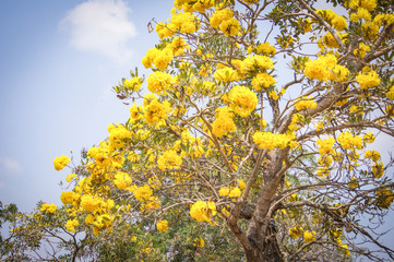 Silver trumpet tree / Gold paraguayan yellow flower tree