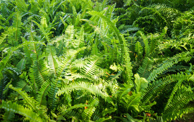 Green fern leaf texture background in the jungle