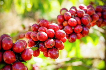 Red coffee bean on tree in field and sunlight