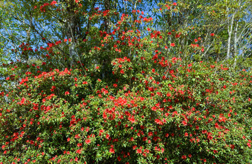 Red azalea flower blossoming in the forest