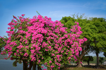Fototapeta na wymiar Beautiful pink or purple bougainvillea flower blossoming