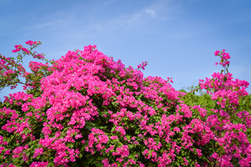 Obraz na płótnie Canvas Beautiful pink or purple bougainvillea flower blossoming