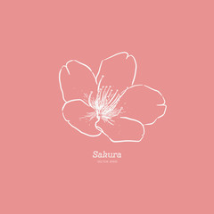 Sakura flower, hand draw sketch vector.