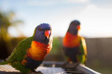 two pair rainbow lorikeets sitting on the outdoor  table with gold orange sunlights background in early morning Gold Coast Australia